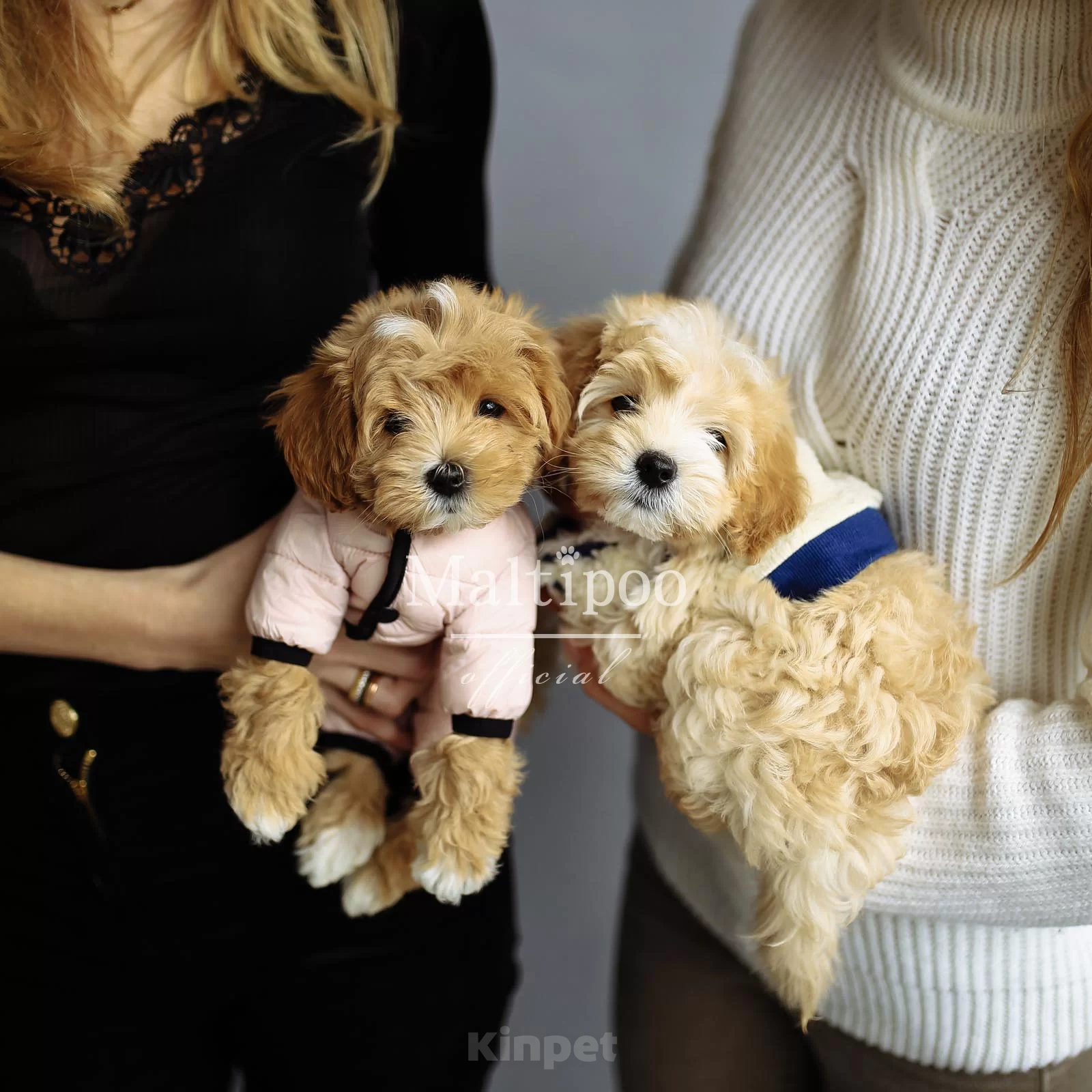 Собаки в Москве: Купить щенка Maltipoo Мальчик, 250 000 руб. - фото 1