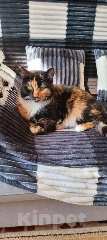 Кошки в Архангельске: Пропала кошка! Девочка, Бесплатно - фото 1