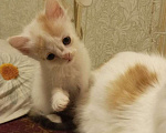 Кошки в Ижевске: Котенок Карамелька и её сестренки Девочка, Бесплатно - фото 4