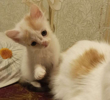 Объявление: Котенок Карамелька и её сестренки, Бесплатно, Ижевск