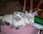 Кошки в Севастополе: Невский маскарадный котенок Мальчик, 15 000 руб. - фото 5