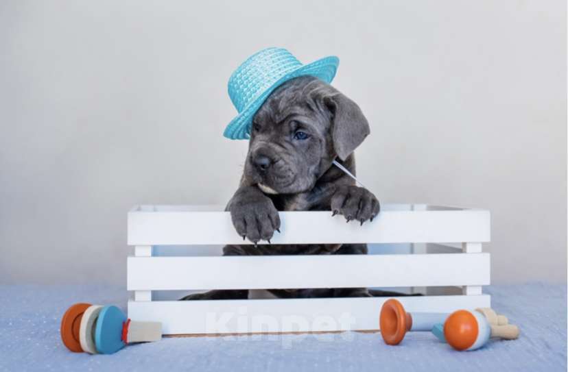 Собаки в Краснодаре: Продам щенков кане корсо  Мальчик, 100 000 руб. - фото 8