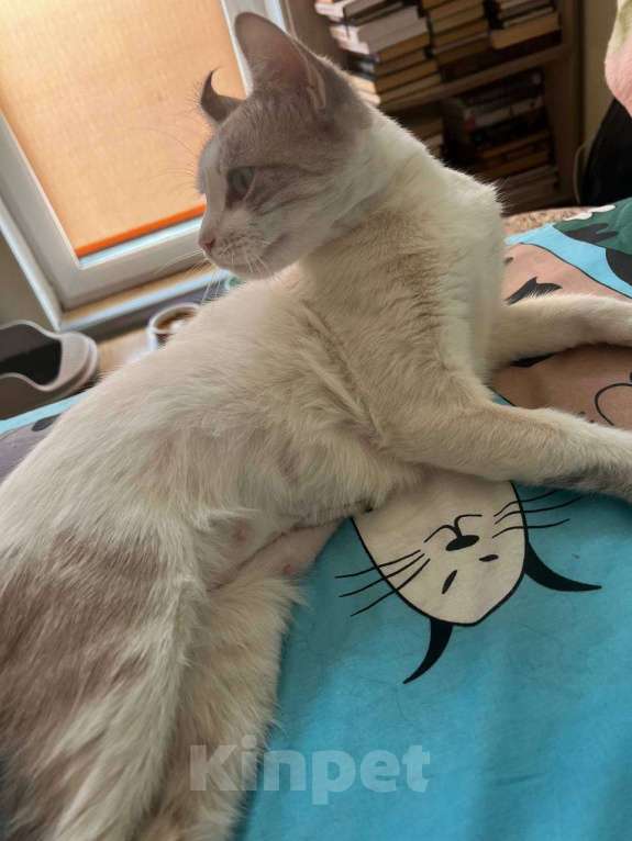 Кошки в других городах Московской области: Голубоглазая девочка Девочка, Бесплатно - фото 2