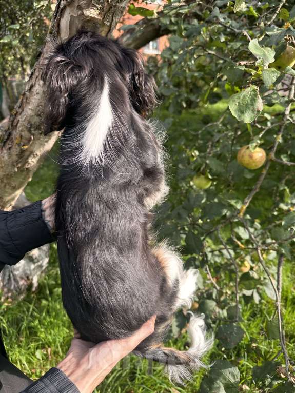 Собаки в Москве: Очаровательный триколорный мальчик кавалер кинг чарльз спаниеля  Мальчик, Бесплатно - фото 6