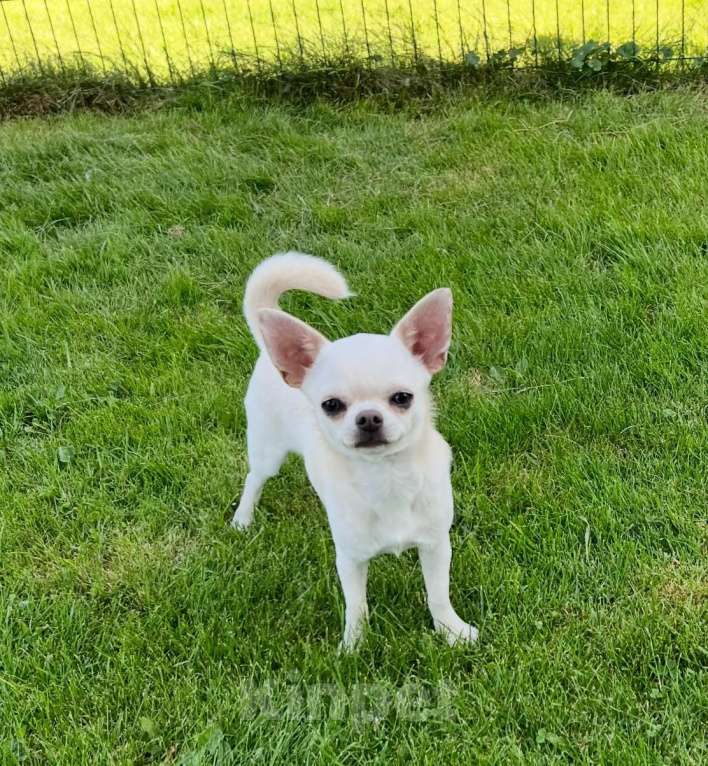 Собаки в Москве: МальЧишка в любимцы Мальчик, 40 000 руб. - фото 3