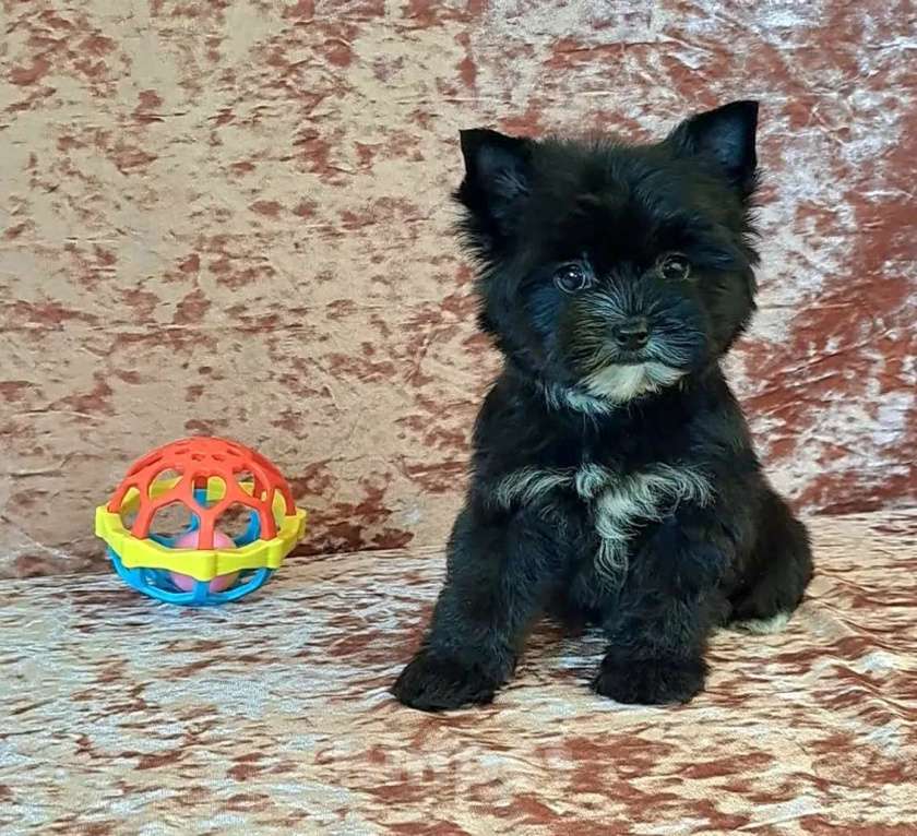 Собаки в Санкт-Петербурге: Мини девочка чёрный йорк Девочка, 95 000 руб. - фото 2