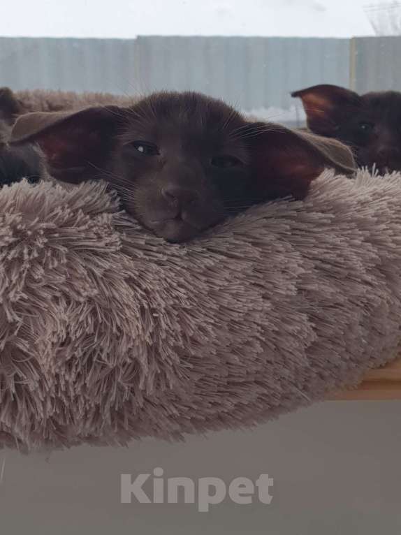 Кошки в Новосибирске: Ориентальный мальчик  Мальчик, Бесплатно - фото 1