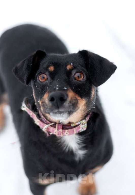 Собаки в Москве: Маленькая гладкошерстная коротколапая собачка Милия в дар Девочка, Бесплатно - фото 4