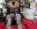Собаки в других городах Свердловской области: Йоркширский терьер щенок Девочка, 50 000 руб. - фото 2