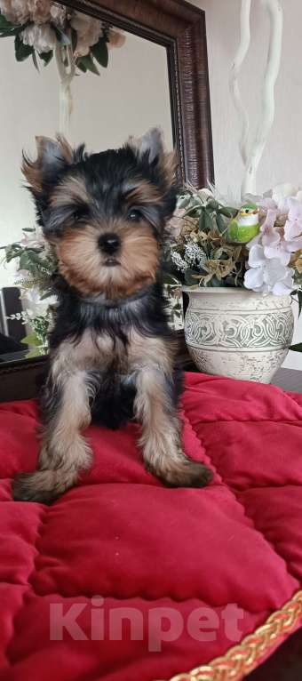 Собаки в других городах Свердловской области: Йоркширский терьер щенок Девочка, 50 000 руб. - фото 2