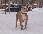 Собаки в Москве: Щенки американских булли Мальчик, 100 000 руб. - фото 3