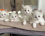 Кошки в Уфе: Рэгдолл чудо-котики Мальчик, 70 000 руб. - фото 1
