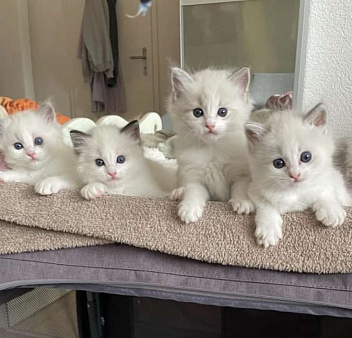 Рэгдолл чудо-котики