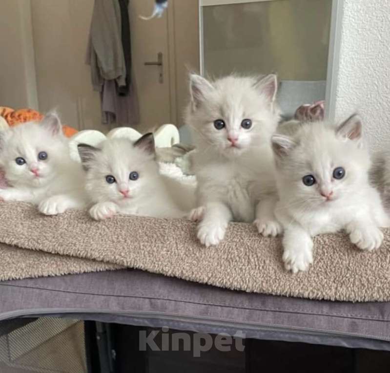 Кошки в Уфе: Рэгдолл чудо-котики Мальчик, 70 000 руб. - фото 1