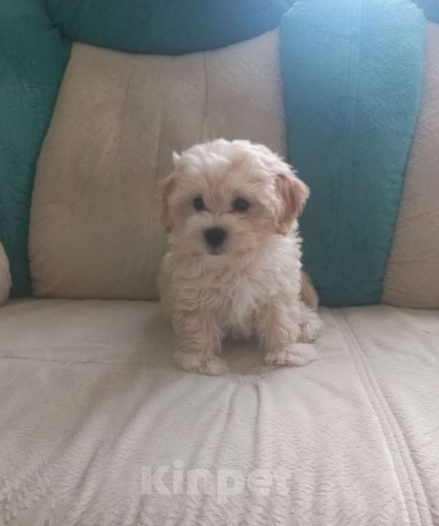 Собаки в других городах Московской области: ВАЛЯ ,Щенок Мальтипу Мальчик, 50 000 руб. - фото 2