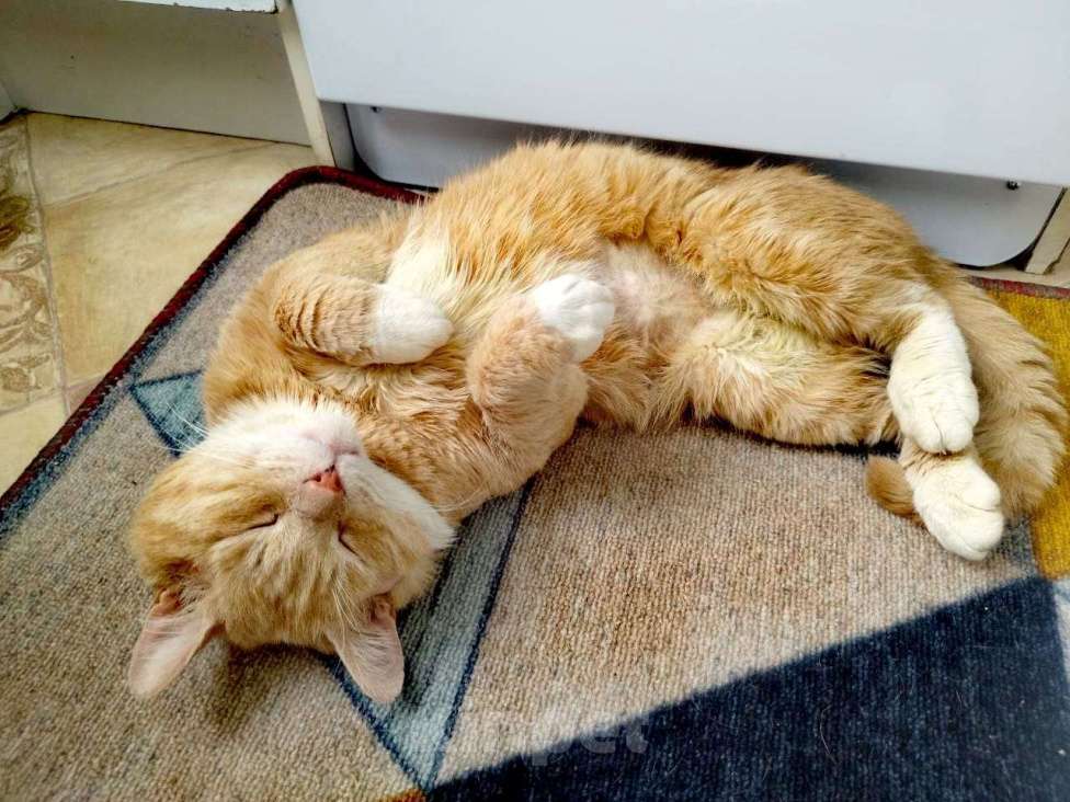 Кошки в Москве: классный кот Альберт очень ищет дом Мальчик, Бесплатно - фото 4