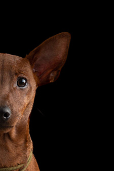 Щенки цвергпинчера