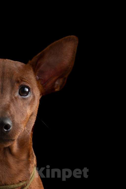 Собаки в Санкт-Петербурге: Щенки цвергпинчера Мальчик, 65 000 руб. - фото 1