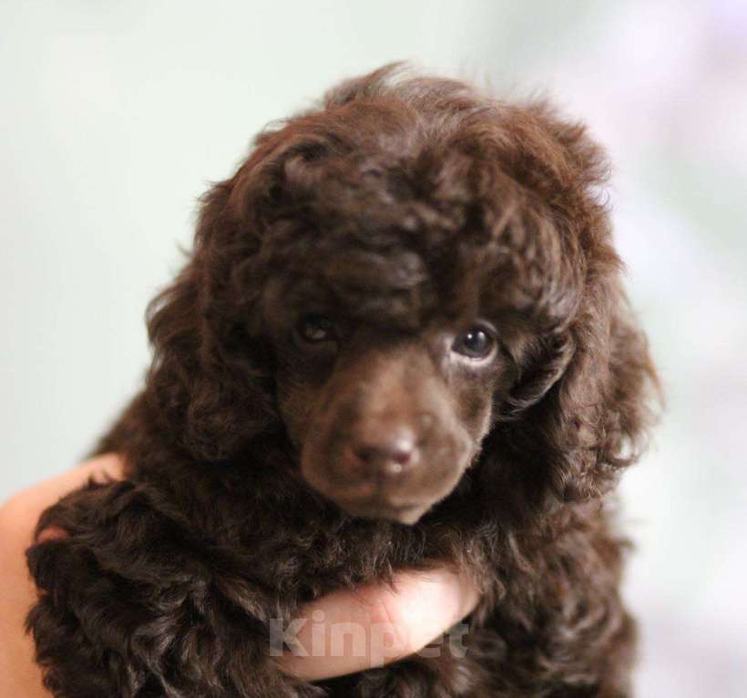 Собаки в Москве: Пудель миниатюрный (той) Девочка, Бесплатно - фото 1