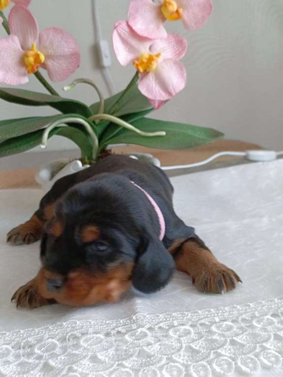 Собаки в Москве: Русский охотничий спаниель девочка Девочка, 50 000 руб. - фото 4