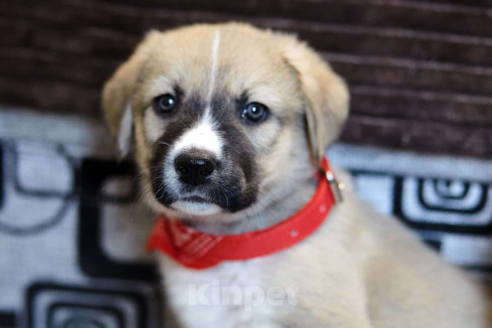 Собаки в Красногорске: Щенок Линда 1,5 месяца ищет дом  Девочка, Бесплатно - фото 1