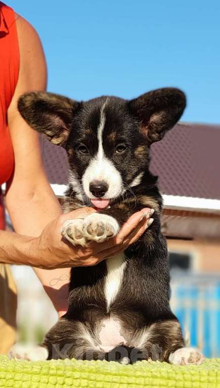 Собаки в Перми: Вельш корги кардиган Девочка, 65 000 руб. - фото 4