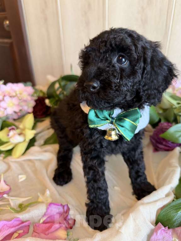 Собаки в других городах Московской области: Австралийский лабрадудль Девочка, 150 000 руб. - фото 1