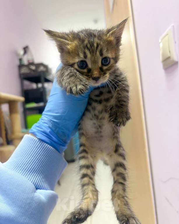 Кошки в Москве: Бенгальские котята метисы  Девочка, Бесплатно - фото 4