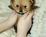 Собаки в Москве: Щенок померанского шпица  Девочка, 120 000 руб. - фото 3