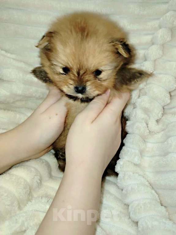Собаки в Москве: Щенок померанского шпица  Девочка, 120 000 руб. - фото 3