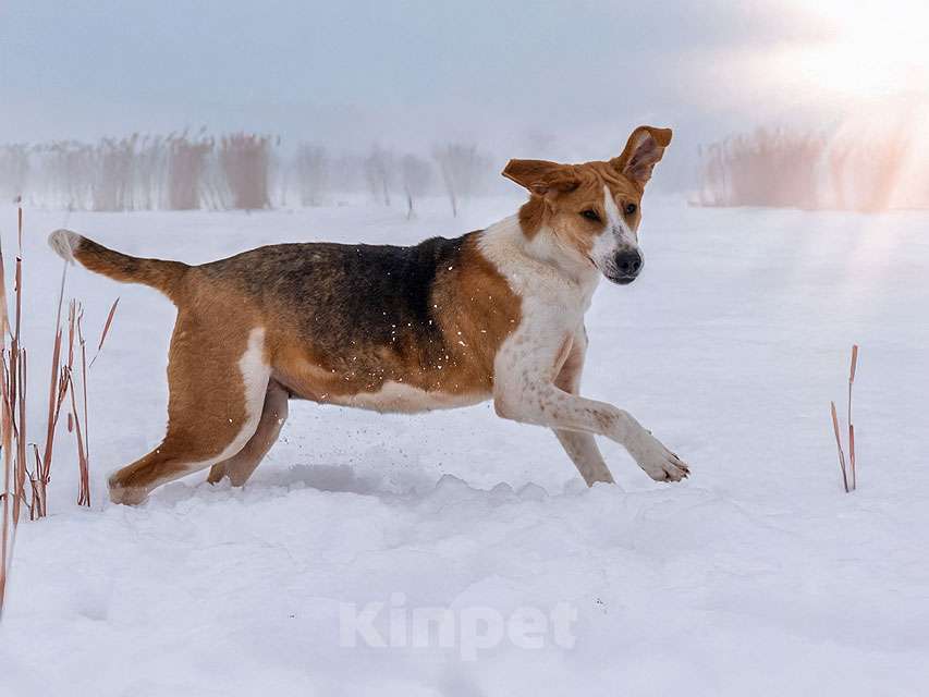 Собаки в Москве: Зара, обворожительная, статная гончая ищет дом Девочка, Бесплатно - фото 6