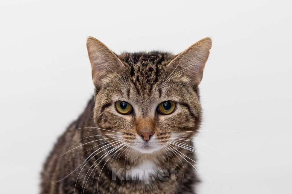 Кошки в Москве: Лисянский Мальчик, Бесплатно - фото 3