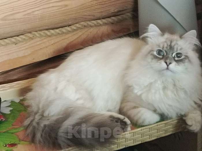 Кошки в Москве: Обаятельный котик Мальчик, Бесплатно - фото 2