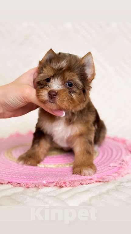 Собаки в Москве: Девочка очаровашка Девочка, 90 000 руб. - фото 1