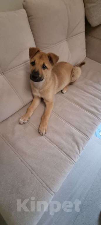 Собаки в Красногорске: Маленькие пушистые комочки счастья ищут свой дом! Разнополые, Бесплатно - фото 5