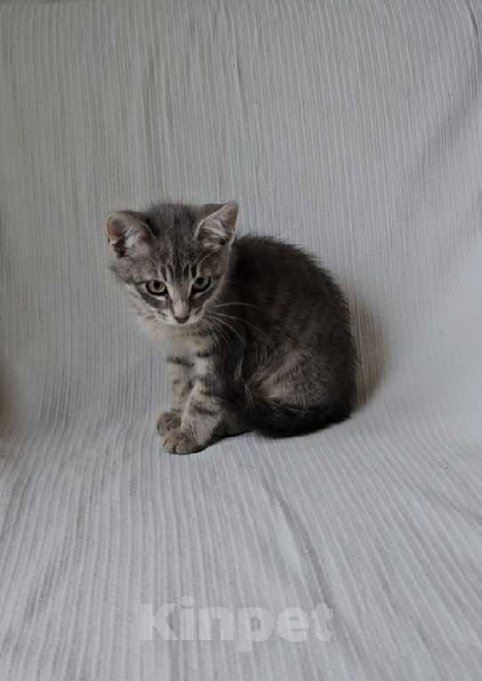 Кошки в Москве: Котенок Анжела ищет дом Девочка, Бесплатно - фото 3