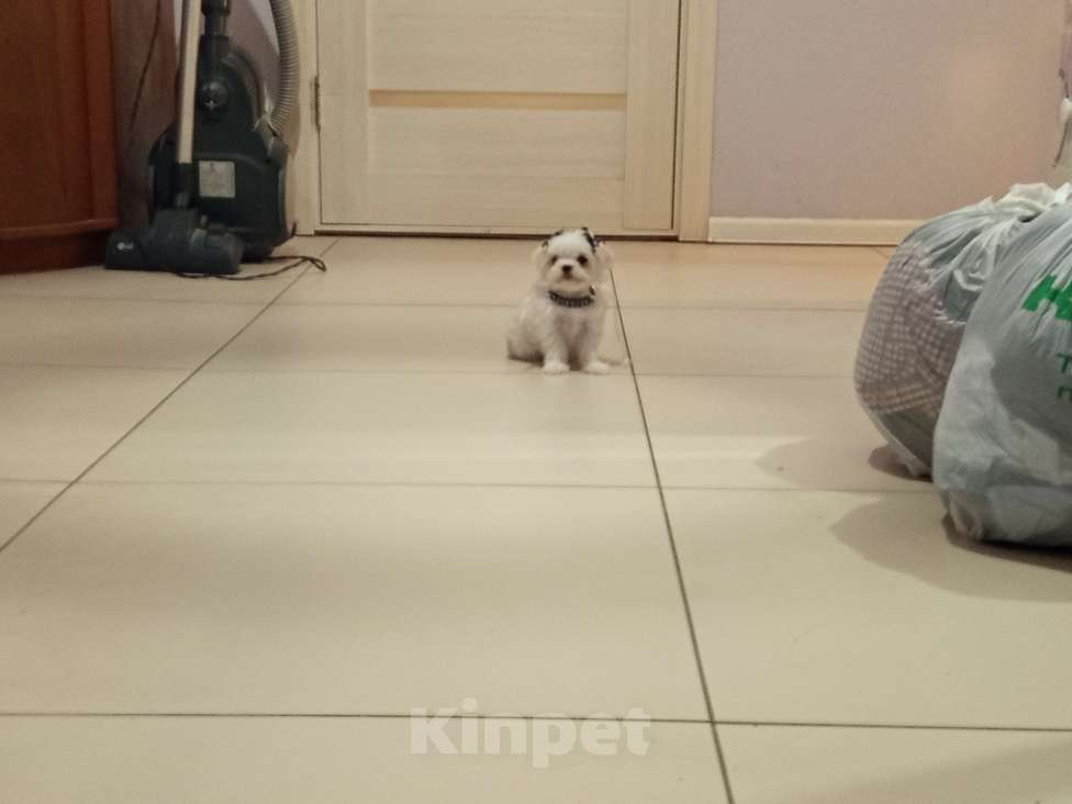 Собаки в Липецке: Мальтезе МАЛЬТИЙСКАЯ БОЛОНКА  Мальчик, 40 000 руб. - фото 4