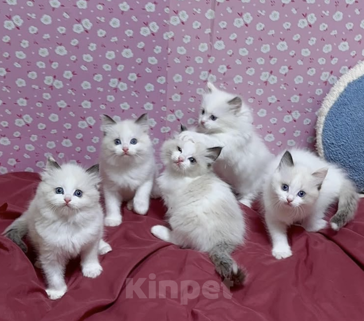 Кошки в Владивостоке: Милашки Рэгдолл биколор  Девочка, 100 000 руб. - фото 1