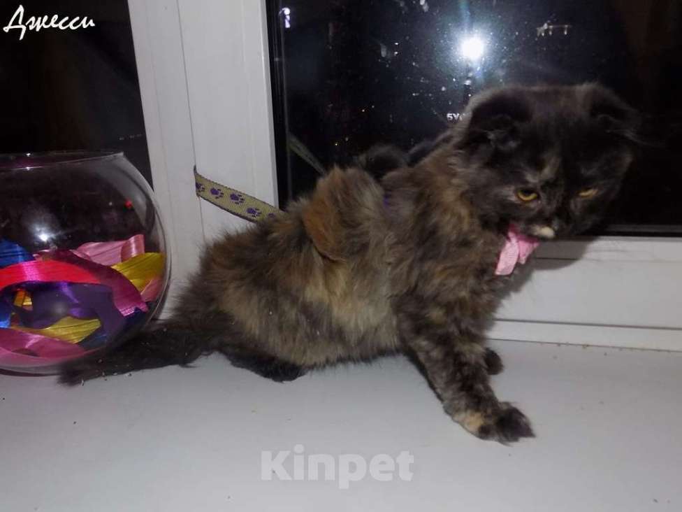 Кошки в Москве: Шотландская вислоухая длинношерстная кошечка, хайленд фолд Девочка, 20 000 руб. - фото 1