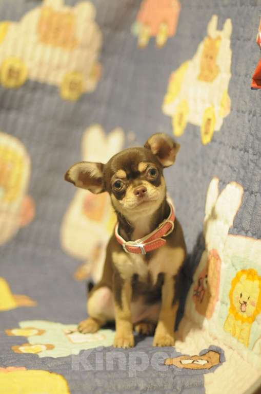 Собаки в Челябинске: чихуахуа щенки  Девочка, Бесплатно - фото 2