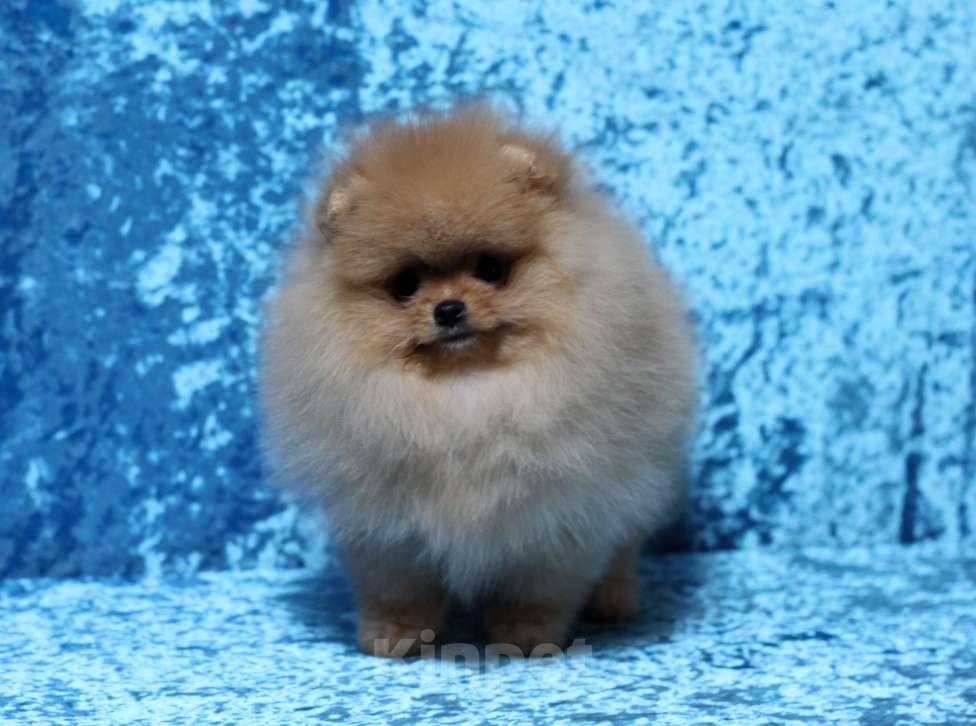 Собаки в Москве: Оранжевый мальчик Мальчик, Бесплатно - фото 2