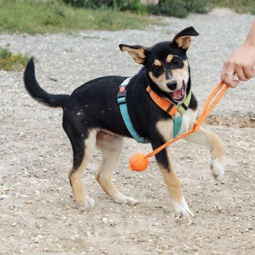 Собаки в Москве: Вива, веселая и активная, ищет дом! Девочка, 100 руб. - фото 4