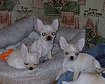 Собаки в Санкт-Петербурге: Малыши чихуахуа к/ш Девочка, 30 000 руб. - фото 1