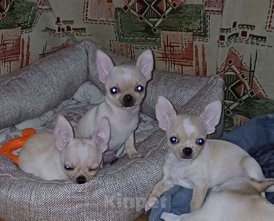 Собаки в Санкт-Петербурге: Малыши чихуахуа к/ш Девочка, 30 000 руб. - фото 1
