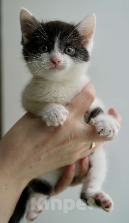 Кошки в Москве: Ирису нужен дом Мальчик, Бесплатно - фото 2