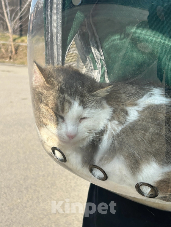 Кошки в Обнинске: Кошка в добрые руки Девочка, Бесплатно - фото 3