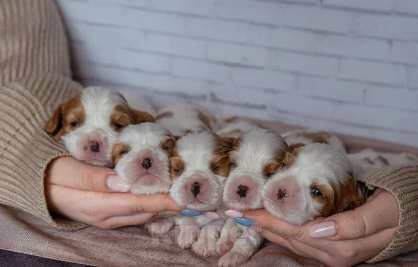 Собаки в Пушкино: Мини щенки кавалера  Мальчик, 60 000 руб. - фото 2