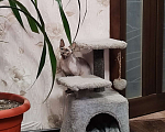 Кошки в Темрюке: В добрые руки Девочка, Бесплатно - фото 3