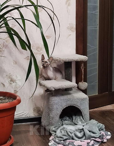 Кошки в Темрюке: В добрые руки Девочка, Бесплатно - фото 3