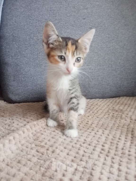 Кошки в Тольятти: Котята  Девочка, 1 руб. - фото 10